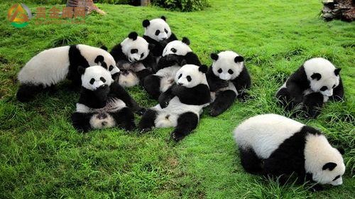 关于大熊猫的资料(外形特点 , 生活习性)z1.jpg
