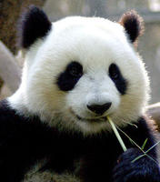 关于大熊猫的资料(外形特点 , 生活习性)z1.jpg