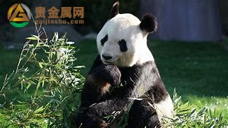 关于大熊猫的资料z1.jpg